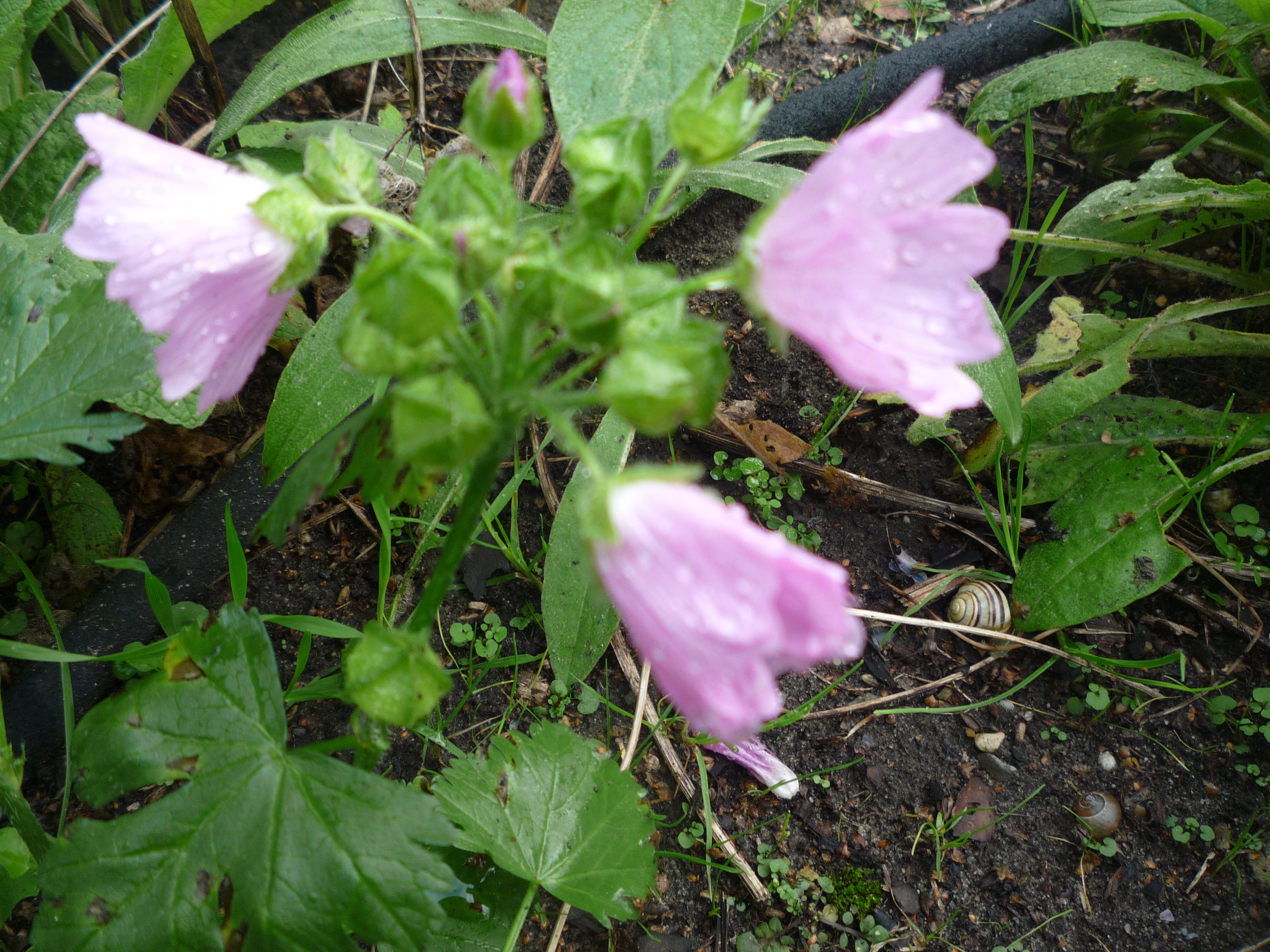 Blüten-(Wild-)stauden photo