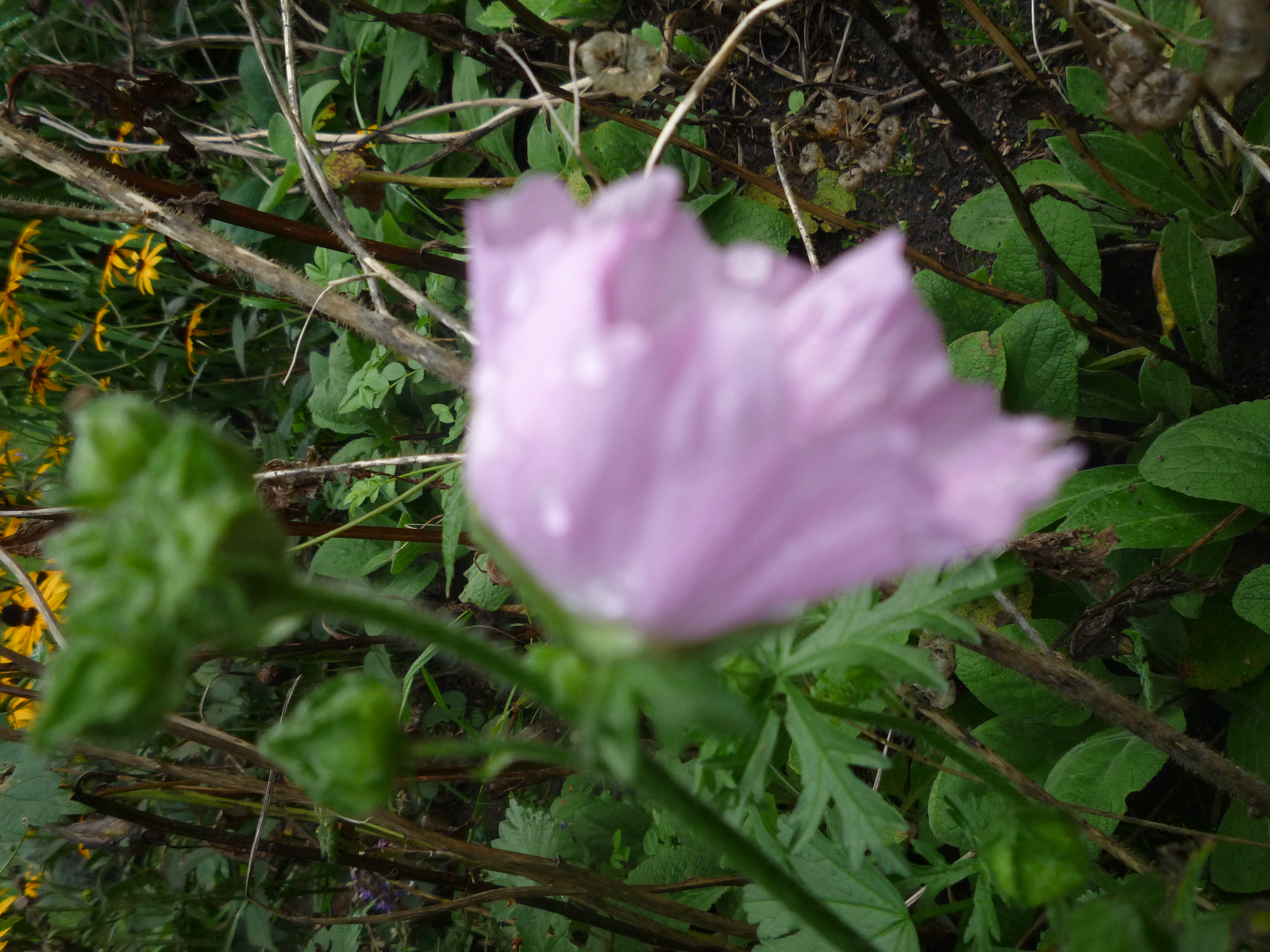 Blüten-(Wild-)stauden photo
